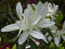 Load image into Gallery viewer, ~KOROMO WHITE SPIDER ~~Azalea Rhododendron Deciduous Starter Plant~ VERY RARE!
