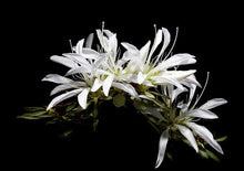 Load image into Gallery viewer, ~KOROMO WHITE SPIDER ~~Azalea Rhododendron Deciduous Starter Plant~ VERY RARE!
