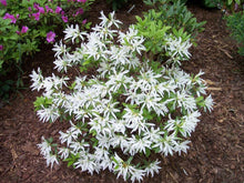 Load image into Gallery viewer, ~KOROMO WHITE SPIDER ~~Azalea Rhododendron Deciduous Starter Plant~ VERY RARE!
