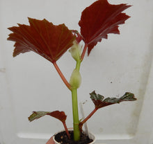 Load image into Gallery viewer, ***LANA*** Angel Wing Begonia  Rooted Starter Plant
