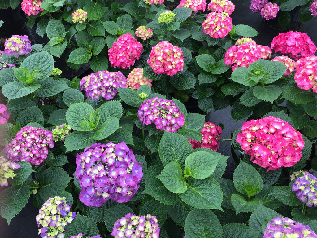 LET'S DANCE BIG BAND~Hydrangea Starter Plant~Blooms from Violet to Hot Pink