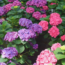 Load image into Gallery viewer, LET&#39;S DANCE BIG BAND~Hydrangea Starter Plant~Blooms from Violet to Hot Pink
