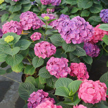 Load image into Gallery viewer, LET&#39;S DANCE BIG BAND~Hydrangea Starter Plant~Blooms from Violet to Hot Pink
