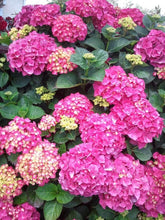 Load image into Gallery viewer, LET&#39;S DANCE BIG BAND~Hydrangea Starter Plant~Blooms from Violet to Hot Pink
