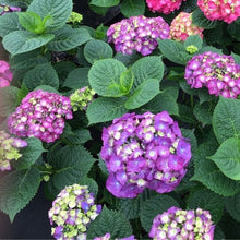 Load image into Gallery viewer, LET&#39;S DANCE BIG BAND~Hydrangea Starter Plant~Blooms from Violet to Hot Pink
