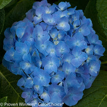 Load image into Gallery viewer, LET&#39;S DANCE BLUE JANGLES~Hydrangea Starter Plant~Blooms from Blue,violet to pink
