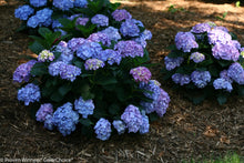 Load image into Gallery viewer, LET&#39;S DANCE BLUE JANGLES~Hydrangea Starter Plant~Blooms from Blue,violet to pink
