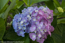 Load image into Gallery viewer, LET&#39;S DANCE BLUE JANGLES~Hydrangea Starter Plant~Blooms from Blue,violet to pink
