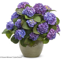 Load image into Gallery viewer, LET&#39;S DANCE BLUE JANGLES~Hydrangea Starter Plant~Blooms from Blue,violet to pink
