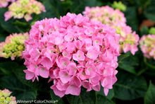 Load image into Gallery viewer, LET&#39;S DANCE BLUE JANGLES~Hydrangea Starter Plant~Blooms from Blue,violet to pink
