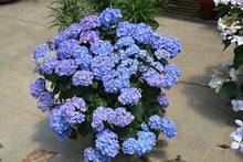 Load image into Gallery viewer, LET&#39;S DANCE BLUE JANGLES~Hydrangea Starter Plant~Blooms from Blue,violet to pink
