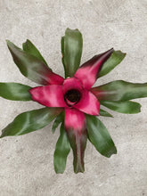 Load image into Gallery viewer, ~~~LILA~~Neoregelia Bromeliad~~ROOTED STARTER PLANT~~SHIPS BARE ROOTED
