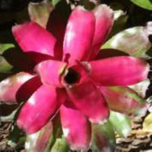 Load image into Gallery viewer, ~~~LILA~~Neoregelia Bromeliad~~ROOTED STARTER PLANT~~SHIPS BARE ROOTED
