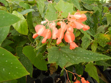 Load image into Gallery viewer, ***LOIS BURKE*** Angel Wing Begonia  Rooted Starter Plant
