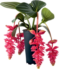 Load image into Gallery viewer, Royal Intenz Magnifica Medinilla Plant~Live Well Rooted STARTER Plant~ VERY RARE
