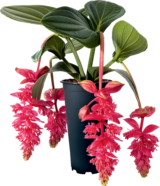 Royal Intenz Magnifica Medinilla Plant~Live Well Rooted STARTER Plant~ VERY RARE