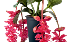 Load image into Gallery viewer, Royal Intenz Magnifica Medinilla Plant~Live Well Rooted STARTER Plant~ VERY RARE
