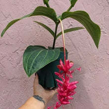 Load image into Gallery viewer, Royal Intenz Magnifica Medinilla Plant~Live Well Rooted STARTER Plant~ VERY RARE
