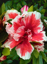 Load image into Gallery viewer, ~~MARDI GRAS~~Azalea Rhododendron Deciduous Starter Plant~~RED &amp; WHITE BI-COLOR~
