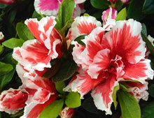 Load image into Gallery viewer, ~~MARDI GRAS~~Azalea Rhododendron Deciduous Starter Plant~~RED &amp; WHITE BI-COLOR~
