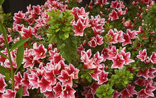 Load image into Gallery viewer, ~~MARDI GRAS~~Azalea Rhododendron Deciduous Starter Plant~~RED &amp; WHITE BI-COLOR~
