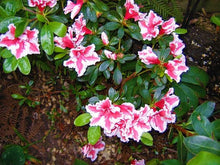 Load image into Gallery viewer, ~~MARDI GRAS~~Azalea Rhododendron Deciduous Starter Plant~~RED &amp; WHITE BI-COLOR~
