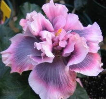 Load image into Gallery viewer, ***Marianne Charleton*** Exotic Tropical Hibiscus Starter Plant

