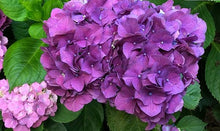 Load image into Gallery viewer, ***SNOW QUEEN*** Hydrangea Macrophylla Starter Plant
