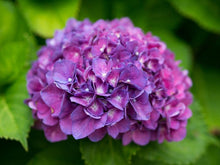 Load image into Gallery viewer, ***SNOW QUEEN*** Hydrangea Macrophylla Starter Plant
