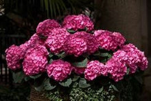 Load image into Gallery viewer, ***MERRITT&#39;S SUPREME*** Hydrangea Macrophylla Starter Plant
