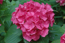 Load image into Gallery viewer, ***SNOW QUEEN*** Hydrangea Macrophylla Starter Plant
