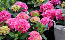 Load image into Gallery viewer, ***SNOW QUEEN*** Hydrangea Macrophylla Starter Plant
