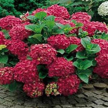 Load image into Gallery viewer, ***MERRITT&#39;S SUPREME*** Hydrangea Macrophylla Starter Plant
