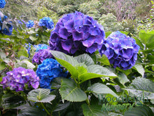 Load image into Gallery viewer, ***MERRITT&#39;S SUPREME*** Hydrangea Macrophylla Starter Plant
