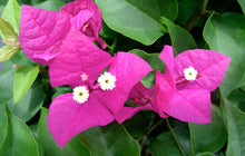 Load image into Gallery viewer, **MIAMI PINK**Live Bougainvillea Well Rooted Starter Plant
