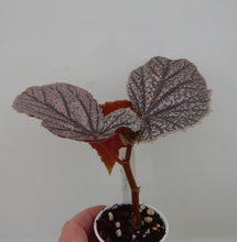 Load image into Gallery viewer, ***MISS MUMMY*** Angel Wing Begonia Rooted Starter Plant
