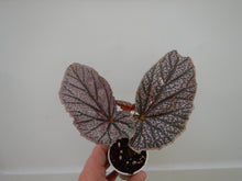 Load image into Gallery viewer, ***MISS MUMMY*** Angel Wing Begonia Rooted Starter Plant
