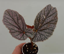 Load image into Gallery viewer, ***MISS MUMMY*** Angel Wing Begonia Rooted Starter Plant
