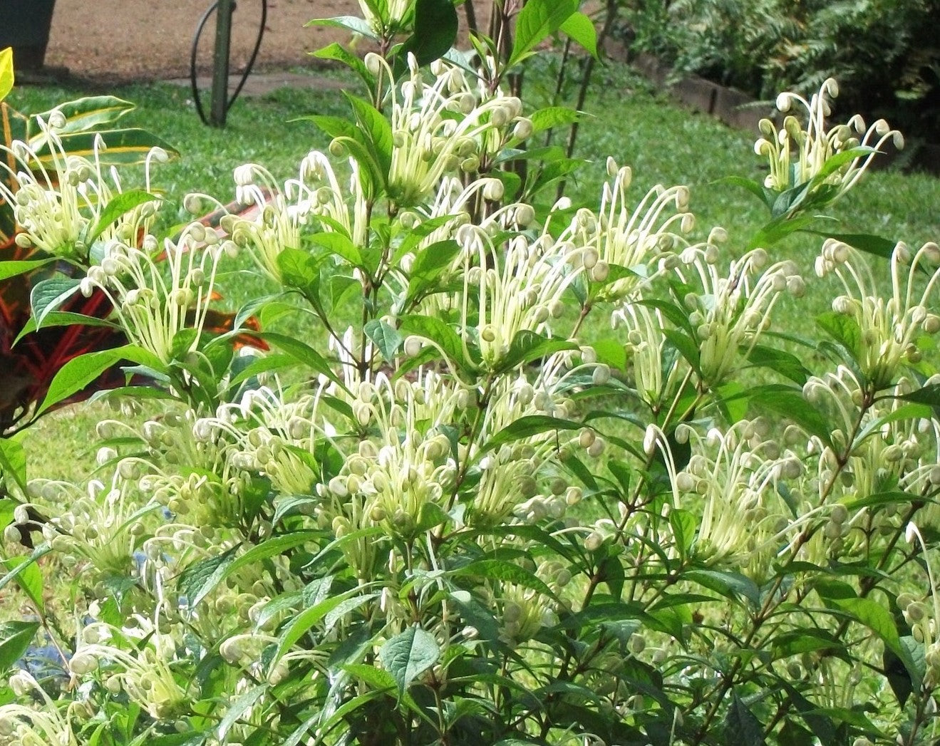 **Musical Notes** Clerodendrum Incisum **Rare Rooted Starter Plant** Unique Blooms**