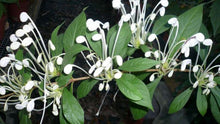 Load image into Gallery viewer, **Musical Notes** Clerodendrum Incisum **Rare Rooted Starter Plant** Unique Blooms**

