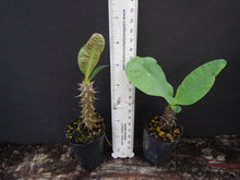Load image into Gallery viewer, ~~SAB JAREN SUK~~Crown Of Thorns-Euphorbia Milii~~CHRIST PLANT~~STARTER PLANT
