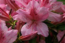 Load image into Gallery viewer, NORTH LAKE BEAUTY~~Azalea Rhododendron Deciduous Starter Plant~~PINK STRIPED
