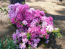 Load image into Gallery viewer, NORTH LAKE BEAUTY~~Azalea Rhododendron Deciduous Starter Plant~~PINK STRIPED
