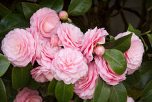 Load image into Gallery viewer, PEARL MAXWELL**** Bicolor Bloom Camellia Japonica-Live Starter Plant
