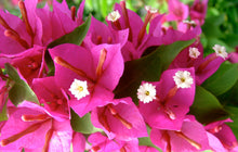 Load image into Gallery viewer, **PINK PIXE**Live Bougainvillea Well Rooted Starter Plant
