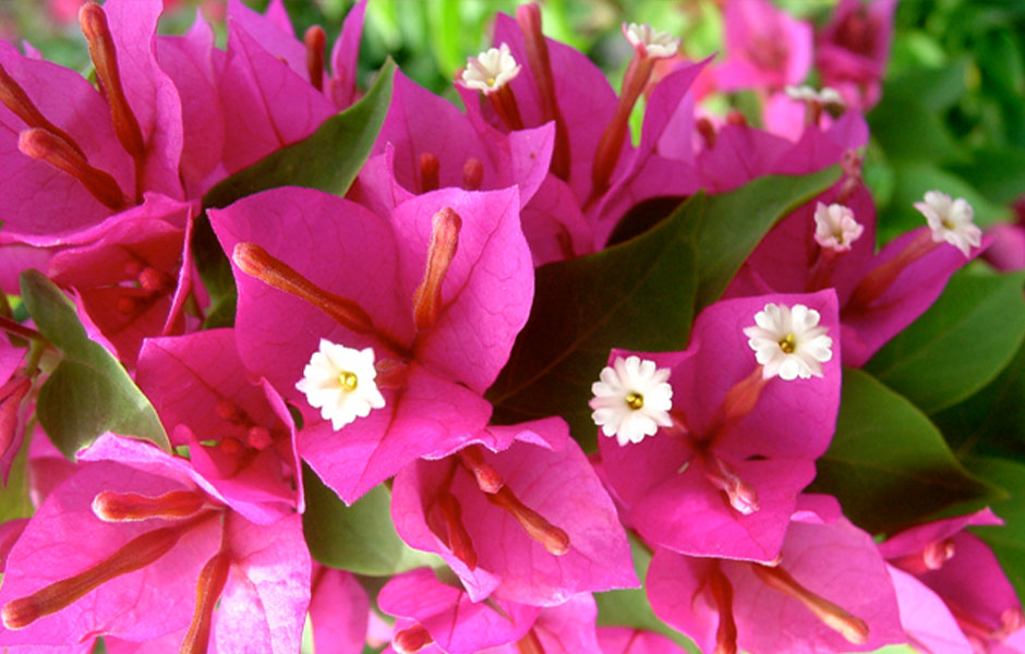 **PINK PIXE**Live Bougainvillea Well Rooted Starter Plant