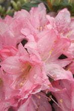 Load image into Gallery viewer, PINK PEARL~Azalea Rhododendron Deciduous Starter Plant~BEAUTIFUL PINK IRIDESCENT
