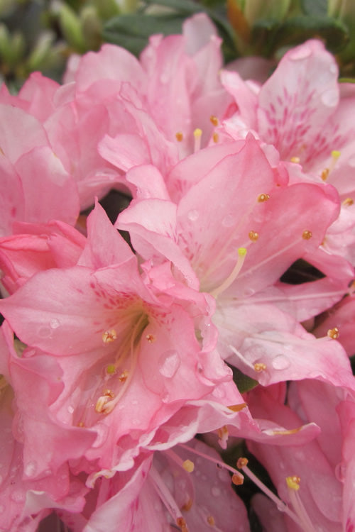 PINK PEARL~Azalea Rhododendron Deciduous Starter Plant~BEAUTIFUL PINK IRIDESCENT