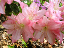 Load image into Gallery viewer, PINK PEARL~Azalea Rhododendron Deciduous Starter Plant~BEAUTIFUL PINK IRIDESCENT
