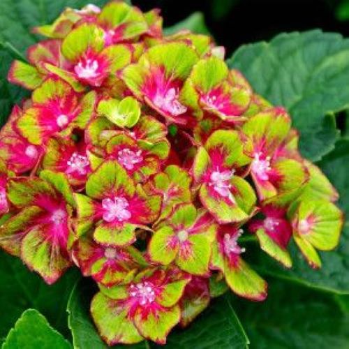 ***Pistachio*** Hydrangea Macrophylla Starter Plant